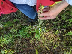 Artemisia longifolia