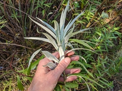 Artemisia longifolia