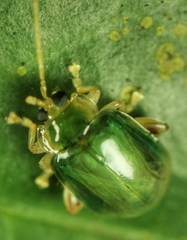 Hemipyxis semiviridis