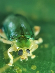 Hemipyxis semiviridis