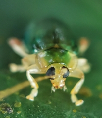 Hemipyxis semiviridis