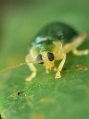 Hemipyxis semiviridis
