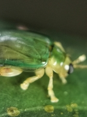 Hemipyxis semiviridis