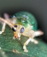 Hemipyxis semiviridis