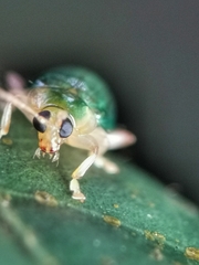 Hemipyxis semiviridis