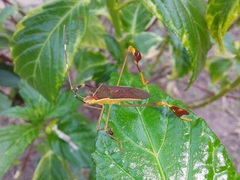 Anisoscelis marginellus