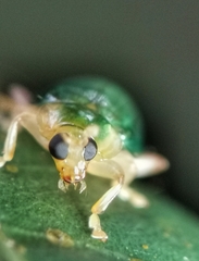 Hemipyxis semiviridis