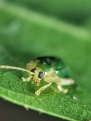 Hemipyxis semiviridis