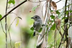 Thamnophilus pelzelni