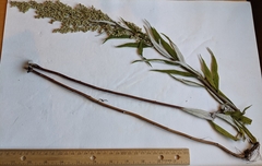 Artemisia longifolia