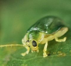 Hemipyxis semiviridis