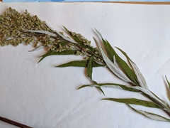 Artemisia longifolia