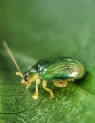 Hemipyxis semiviridis