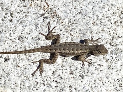 Sceloporus occidentalis