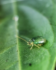 Hemipyxis semiviridis