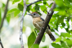 Thamnophilus pelzelni