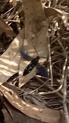 Laeviscolia frontalis