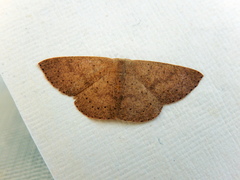 Cyclophora obstataria