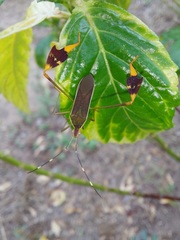 Anisoscelis marginellus