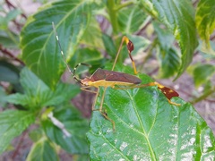 Anisoscelis marginellus