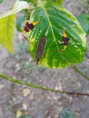 Anisoscelis marginellus