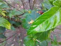 Anisoscelis marginellus