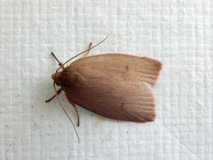 Enoplidia simplex