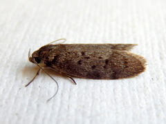 Ericrypsina chorodoxa