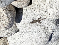 Sceloporus occidentalis