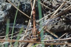 Phanogomphus cavillaris