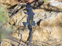 Cnemidophorus splendidus