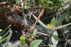 Phanogomphus cavillaris