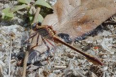 Phanogomphus cavillaris