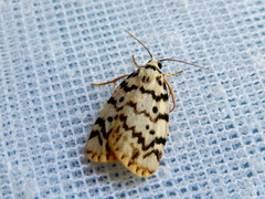 Hectobrocha pentacyma