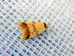 Heteroteucha anthodora