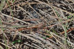 Phanogomphus cavillaris