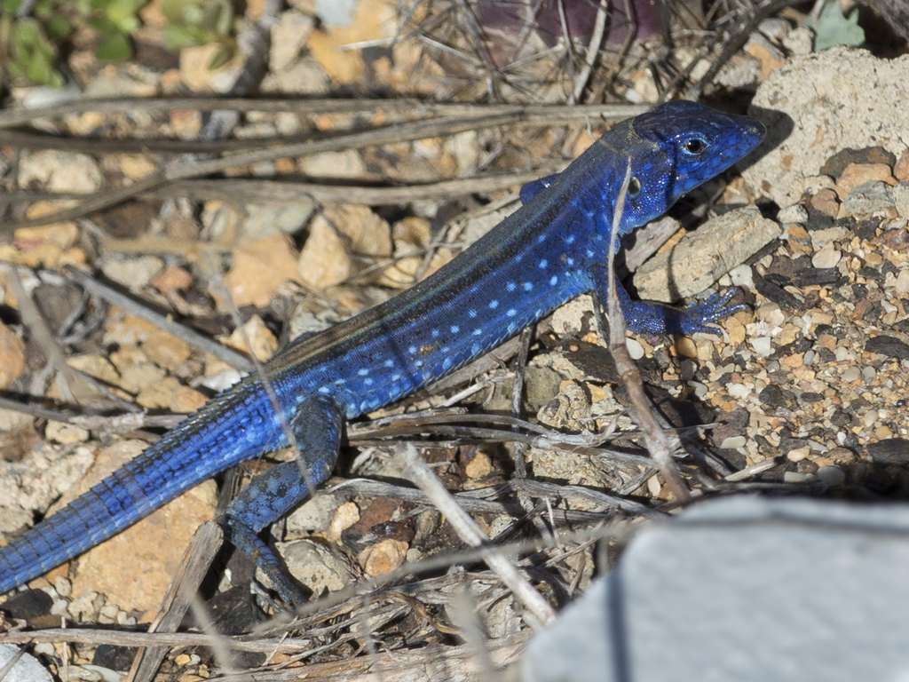 Blue Rainbow lizard