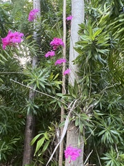 Broughtonia sanguinea