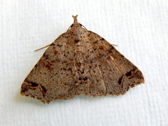 Lithilaria proestans