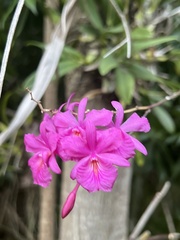 Broughtonia sanguinea