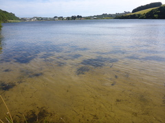 Myriophyllum triphyllum