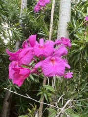 Broughtonia sanguinea