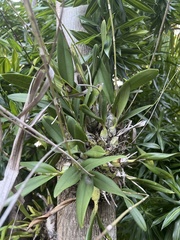 Broughtonia sanguinea