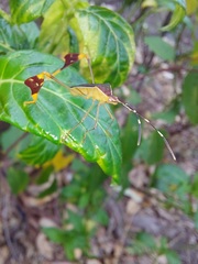 Anisoscelis marginellus