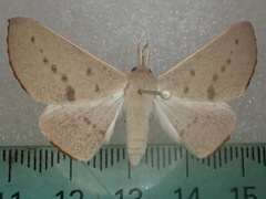 Oenochroma phyllomorpha