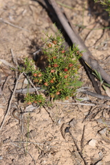Dodonaea hexandra
