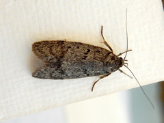 Ericrypsina chorodoxa