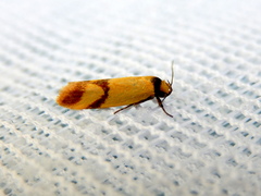 Plectobela ecliptica