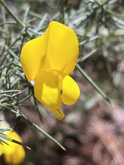 Ulex europaeus, recorded flowering