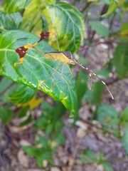 Anisoscelis marginellus